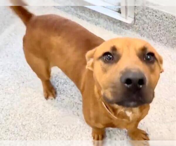 Medium Photo #2 Dachshund-Staffordshire Bull Terrier Mix Puppy For Sale in Houston, TX, USA