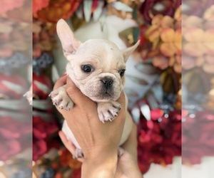 Medium French Bulldog