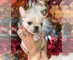 Puppy Meg French Bulldog