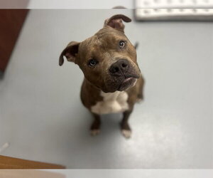 Mutt Dogs for adoption in St. Cloud, FL, USA