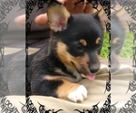 Small Photo #12 Pembroke Welsh Corgi-Scottish Terrier Mix Puppy For Sale in GREELEY, CO, USA