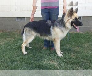 German Shepherd Dog Puppy for sale in PENDLETON, OR, USA