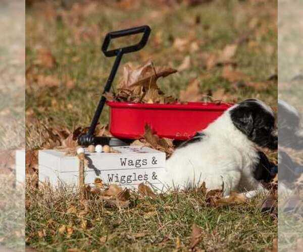 Medium Photo #4 Bernedoodle (Miniature) Puppy For Sale in PRAIRIE VIEW, KS, USA