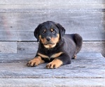 Small #2 Rottweiler