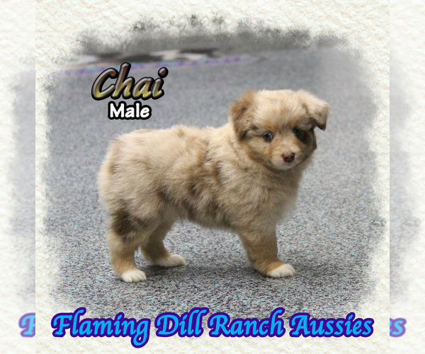 Medium Photo #1 Miniature Australian Shepherd Puppy For Sale in FORESTBURG, TX, USA
