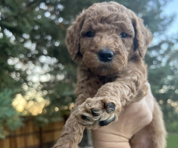 Medium Photo #6 Goldendoodle Puppy For Sale in RIVERBANK, CA, USA