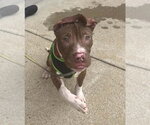 Small Photo #7 Mutt Puppy For Sale in Spotsylvania, VA, USA