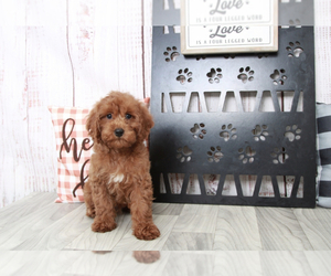 Cavapoo Puppy for sale in MARIETTA, GA, USA