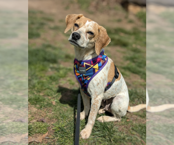 Medium Photo #9 Beagle-Unknown Mix Puppy For Sale in Candler, NC, USA