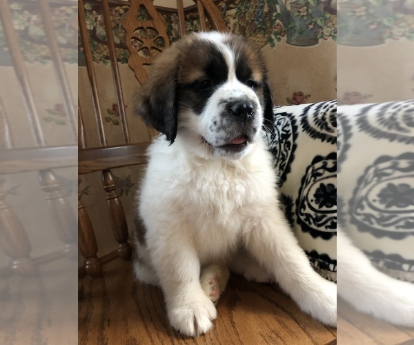 Medium Photo #1 Saint Bernard Puppy For Sale in COLUMBIANA, OH, USA
