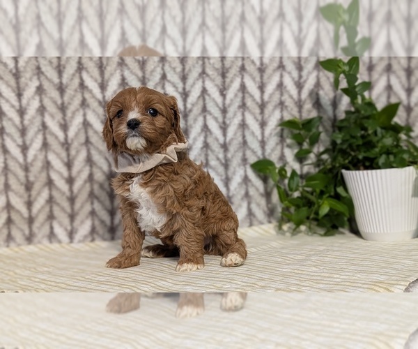 Medium Photo #45 Cavapoo (Miniature) Puppy For Sale in GOSHEN, IN, USA