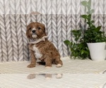 Small Photo #45 Cavapoo (Miniature) Puppy For Sale in GOSHEN, IN, USA