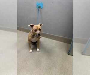Staffordshire Bull Terrier-Unknown Mix Dogs for adoption in Las Vegas, NV, USA