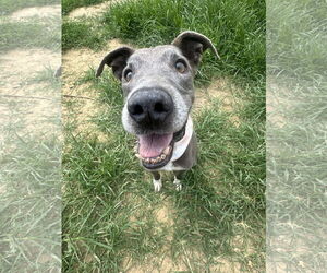 American Pit Bull Terrier-Unknown Mix Dogs for adoption in Germantown, OH, USA
