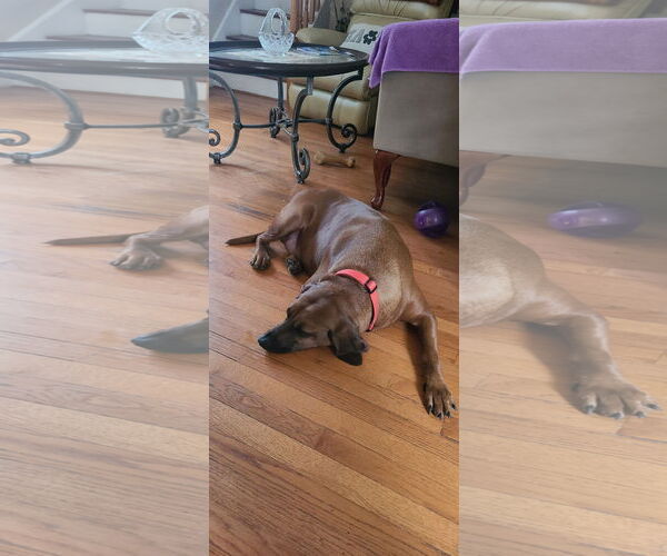 Medium Photo #4 Redbone Coonhound-Unknown Mix Puppy For Sale in Westwood, NJ, USA
