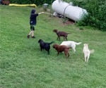Small Photo #18 Labrador Retriever Puppy For Sale in ORANGE, MA, USA