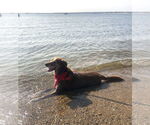 Small #2 Labrador Retriever Mix