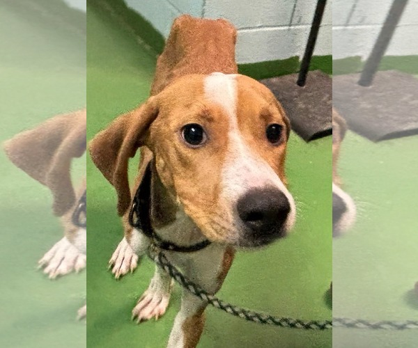 Medium Photo #1 Mutt Puppy For Sale in Rustburg, VA, USA