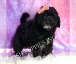 Small #3 Goldendoodle (Miniature)