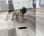 Small #12 Mastiff