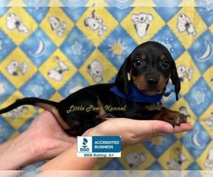 Dachshund Puppy for sale in WINNSBORO, LA, USA
