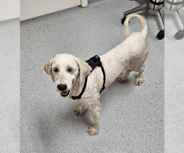 Medium Photo #4 Poodle (Standard)-Unknown Mix Puppy For Sale in Bellevue, WA, USA