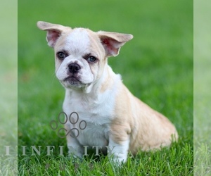 French Bulldog Puppy for sale in RONKS, PA, USA
