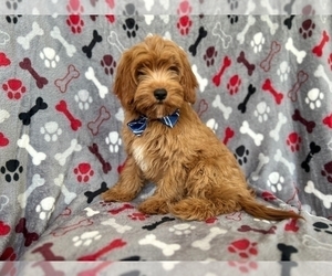 Cavapoo Puppy for sale in LAKELAND, FL, USA