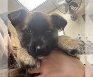 Mutt Dogs for adoption in Martinez, CA, USA