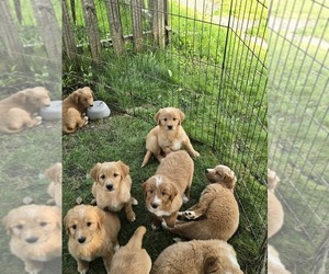English Shepherd-Golden Retriever Mix Puppy for sale in STEUBENVILLE, OH, USA