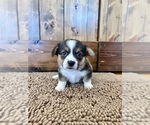 Small Photo #9 Pembroke Welsh Corgi Puppy For Sale in ROCK VALLEY, IA, USA