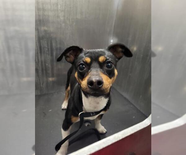 Medium Photo #1 Chihuahua-Unknown Mix Puppy For Sale in San Antonio, TX, USA