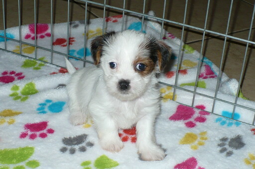 Medium Photo #1 Shorkie Tzu Puppy For Sale in ORO VALLEY, AZ, USA