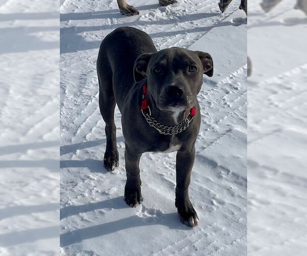 Medium Photo #5 American Pit Bull Terrier Puppy For Sale in Duluth, MN, USA