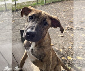 Flannel available 10/22 - Female Labrador Retriever-Unknown Mix Dog for Adoption