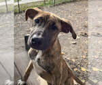 Flannel available 10/22 - Female Labrador Retriever-Unknown Mix Dog for Adoption - Small photo