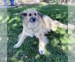 Small #1 German Shepherd Dog Mix