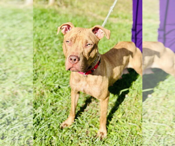 Medium Photo #2 American Pit Bull Terrier-Unknown Mix Puppy For Sale in Manahawkin, NJ, USA
