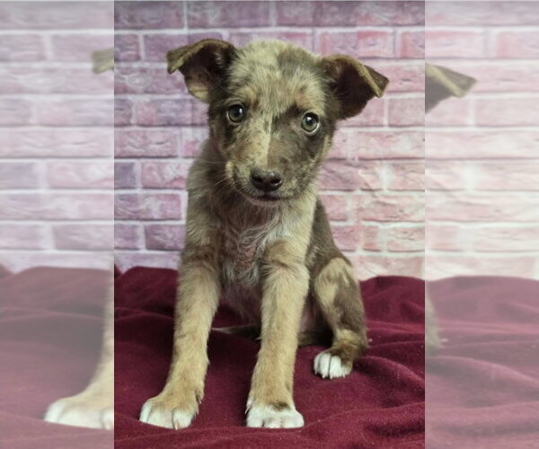 Medium Photo #1 Australian Shepherd-Unknown Mix Puppy For Sale in Lakewood, CO, USA