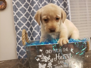 Labrador Retriever Puppy for sale in SPARKS, NV, USA