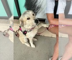 Small #2 Great Pyrenees Mix