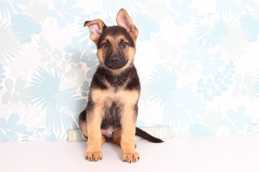 Medium Photo #1 German Shepherd Dog Puppy For Sale in NAPLES, FL, USA