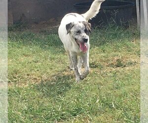 Bolt - Male Pyrenees Catahoula Dog for Adoption - Photo #7