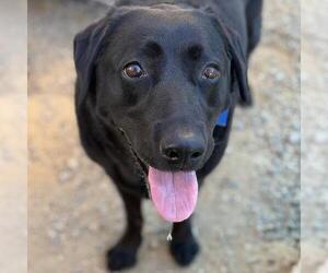Maybee Baby - Adopted! - Female Labrador Retriever-Unknown Mix Dog for Adoption - Photo #4