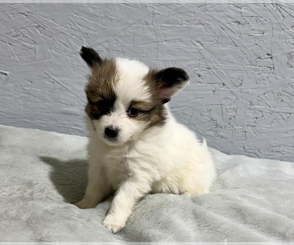 Medium Photo #5 Papillon Puppy For Sale in BELTON, MO, USA