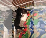 Small Photo #3 Dachshund Puppy For Sale in LAKEBAY, WA, USA