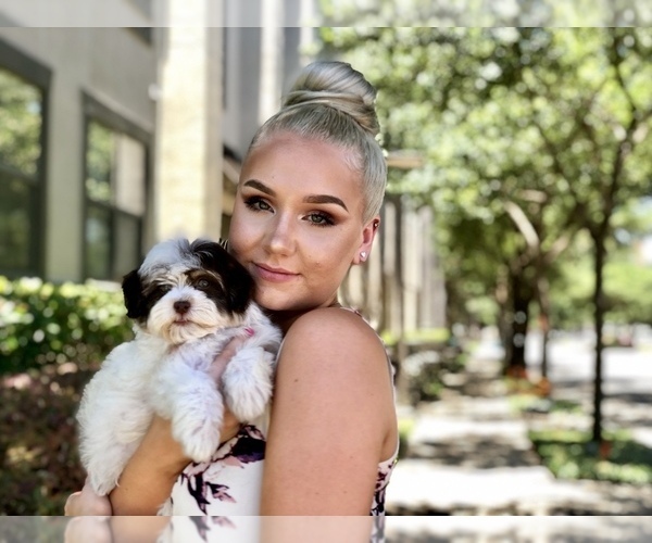 Medium Photo #14 Havanese Puppy For Sale in HOUSTON, TX, USA