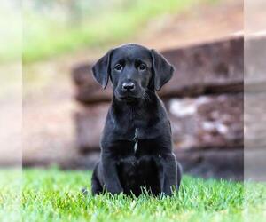 Huckleberry Finn Pup - Joanna - Female Labrador Retriever-Unknown Mix Dog for Adoption - Photo #3