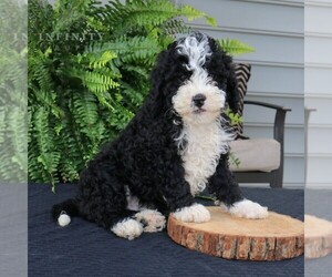 Bernedoodle (Miniature) Puppy for sale in NARVON, PA, USA