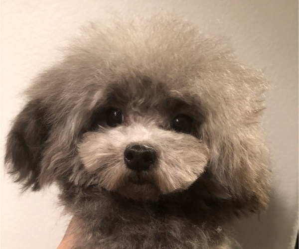 Medium Photo #1 Bichpoo Puppy For Sale in HILO, HI, USA